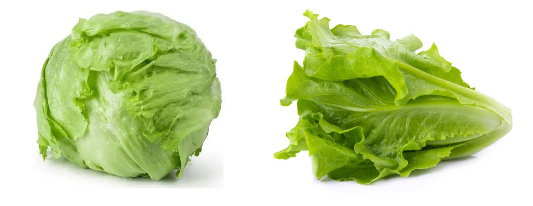 圆生菜_副本