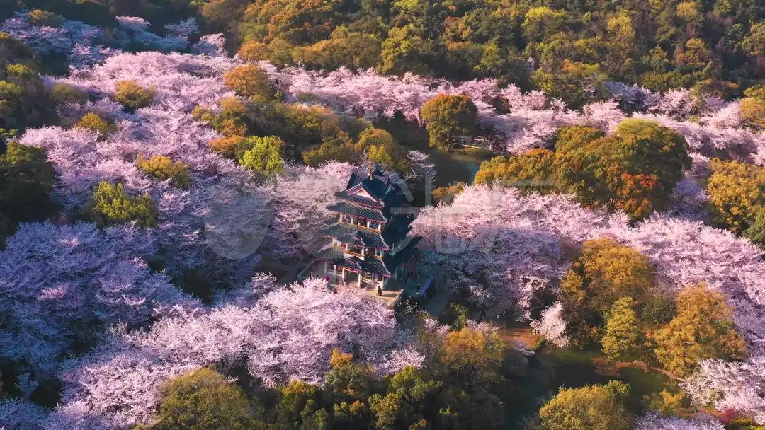 4K樱花无锡鼋头渚航拍_3840X2160_高清视频素材下载(编号:7436962)_实拍视频_光厂(VJ师网) www.vjshi.com