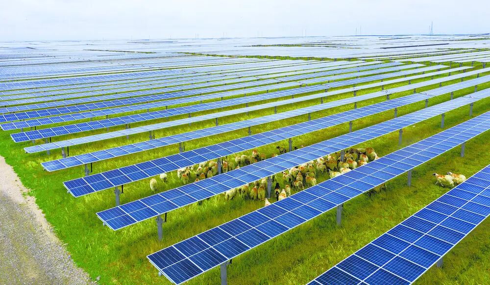 光伏羊”让牧民增收“喜洋洋”